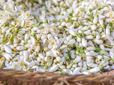 Quel sont les bienfaits de la fleur d’oranger ?